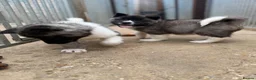 Akita dogs for sale: KC Reg American Akita puppies - Advert 2