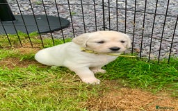 Golden Retriever dogs for sale: 1 BOY LEFT! Beautiful KC Golden Retriever Puppies! in Llanfyrnach - Image 19