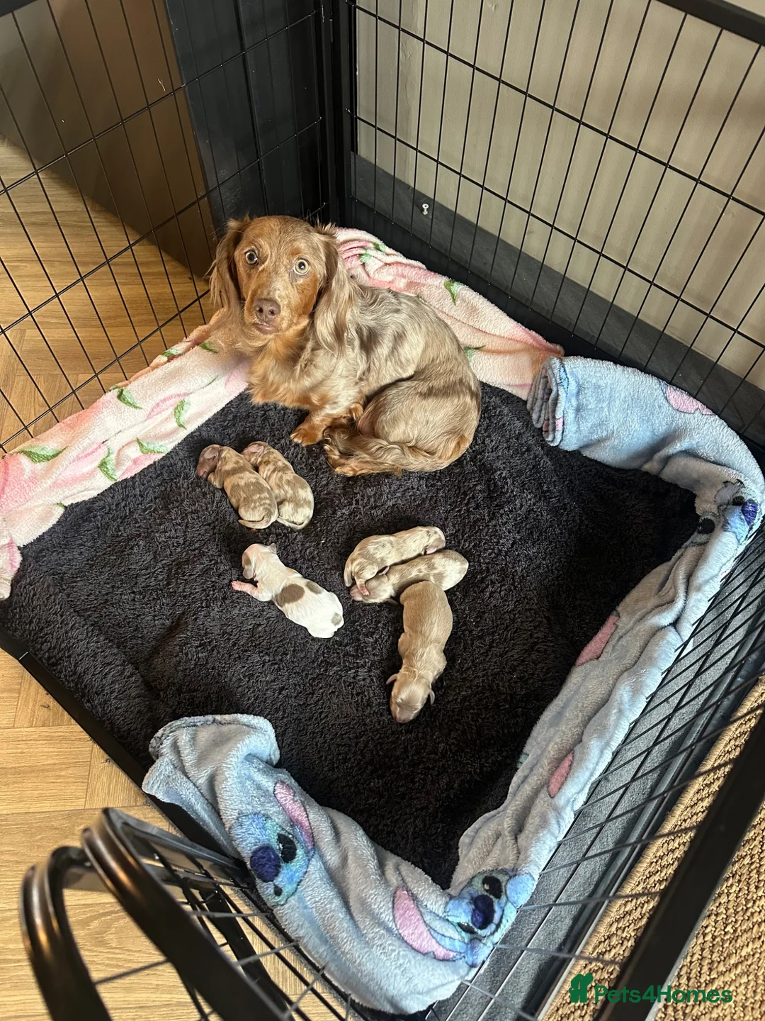 Dachshund dogs for sale: Longhaired Dachshunds  - Advert 1