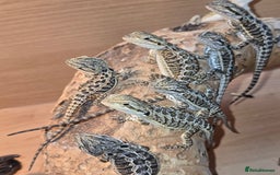 Bearded Dragon reptiles for sale: Baby bearded dragons with tint red 2 for £90 - Image 1