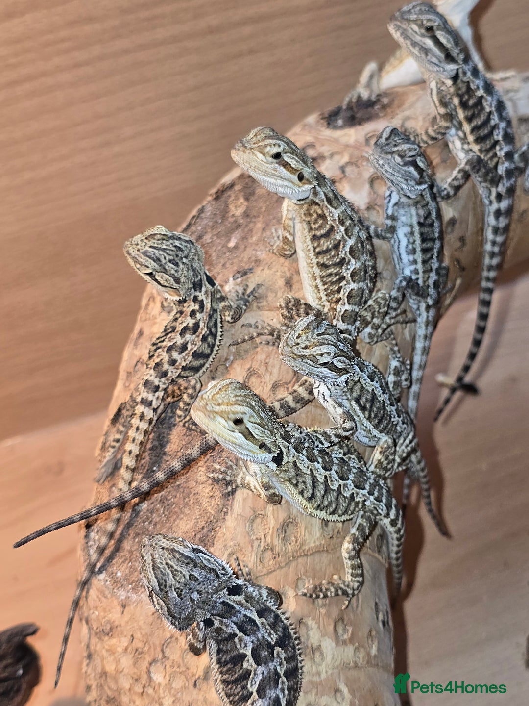 Bearded Dragon reptiles for sale: Baby bearded dragons with tint red 2 for £90 - Image 1