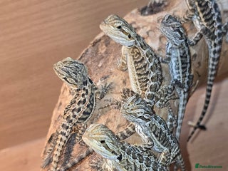 Bearded Dragon reptiles - Advert 5
