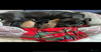 Mixed Breed dogs - Advert 7