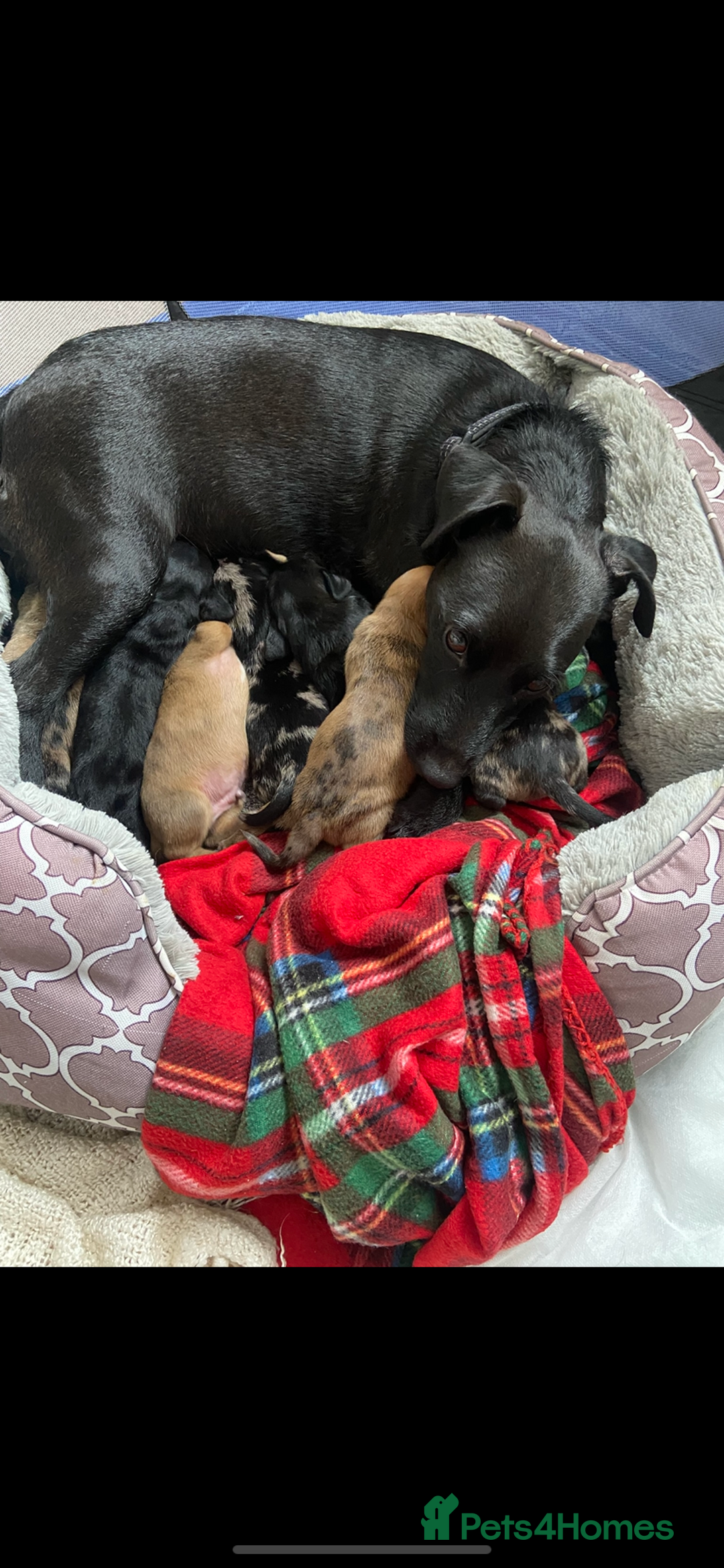 Mixed Breed dogs for sale: Dachshund cross Patterdale - Image 2