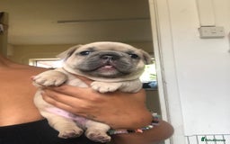 French Bulldog dogs for sale: French bulldog puppies in Manchester - Image 12