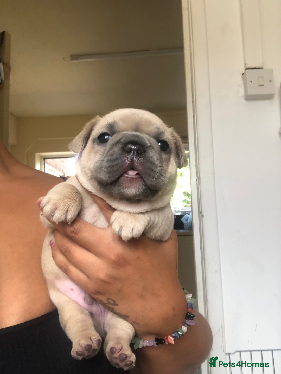 French Bulldog dogs for sale: French bulldog puppies in Manchester - Image 12