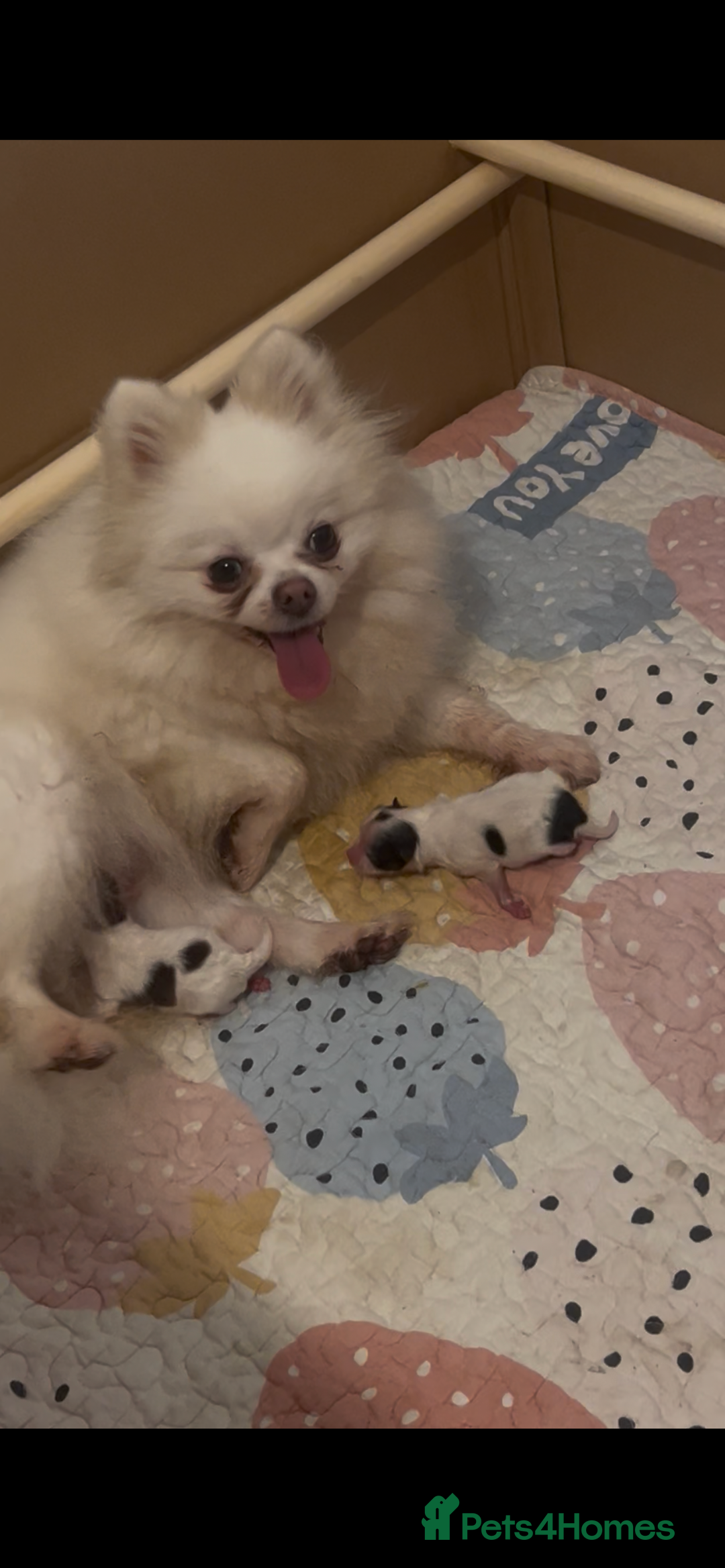 Pomeranian dogs for sale: 5 STAR POMERANIAN PUPPIES  - Advert 6