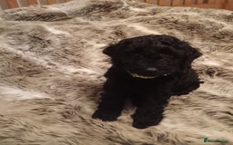 Mixed Breed dogs for sale: Six beautiful cockerpoos - Image 6