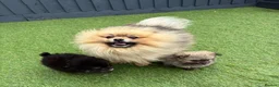 Pomeranian dogs for sale: Russian Pomeranians - Advert 4