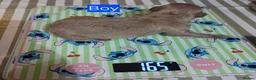 Cavapoochon dogs for sale: Beautiful F1B Toy Cavapoochon Puppies - Advert 8