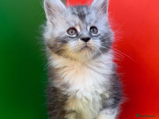 Maine Coon cats Maine Coon kittens Tica Reg. - Advert 16