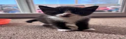 Mixed Breed cats for sale: 6 beautiful kittens looking for forever home in Peacehaven - Advert 4