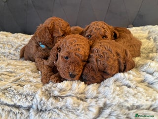 Toy Poodle dogs Toy poodle puppies - Advert 16