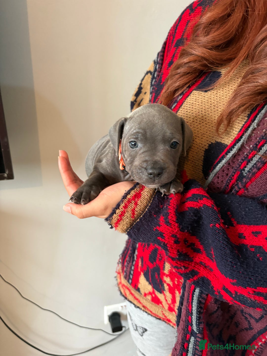 Staffordshire Bull Terrier dogs for sale: 6 Stunning Blue Staffordshire Bull Terrier pups 💙 - Advert 21