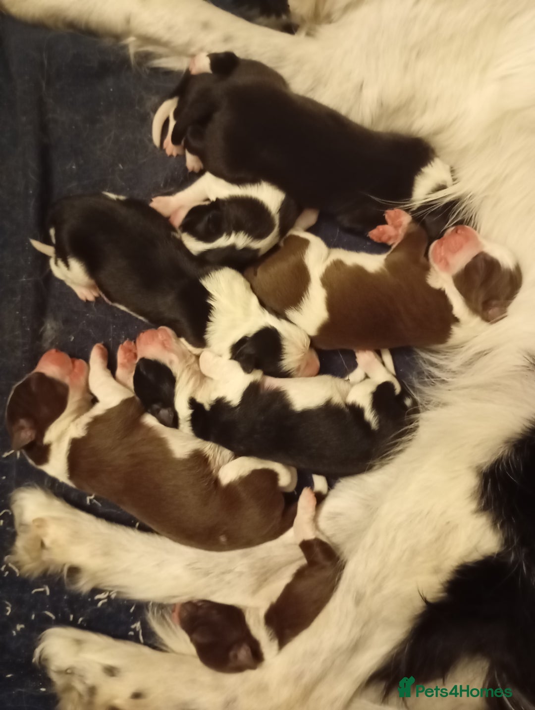 Border Collie dogs for sale: Stunning border collie babies - Advert 11