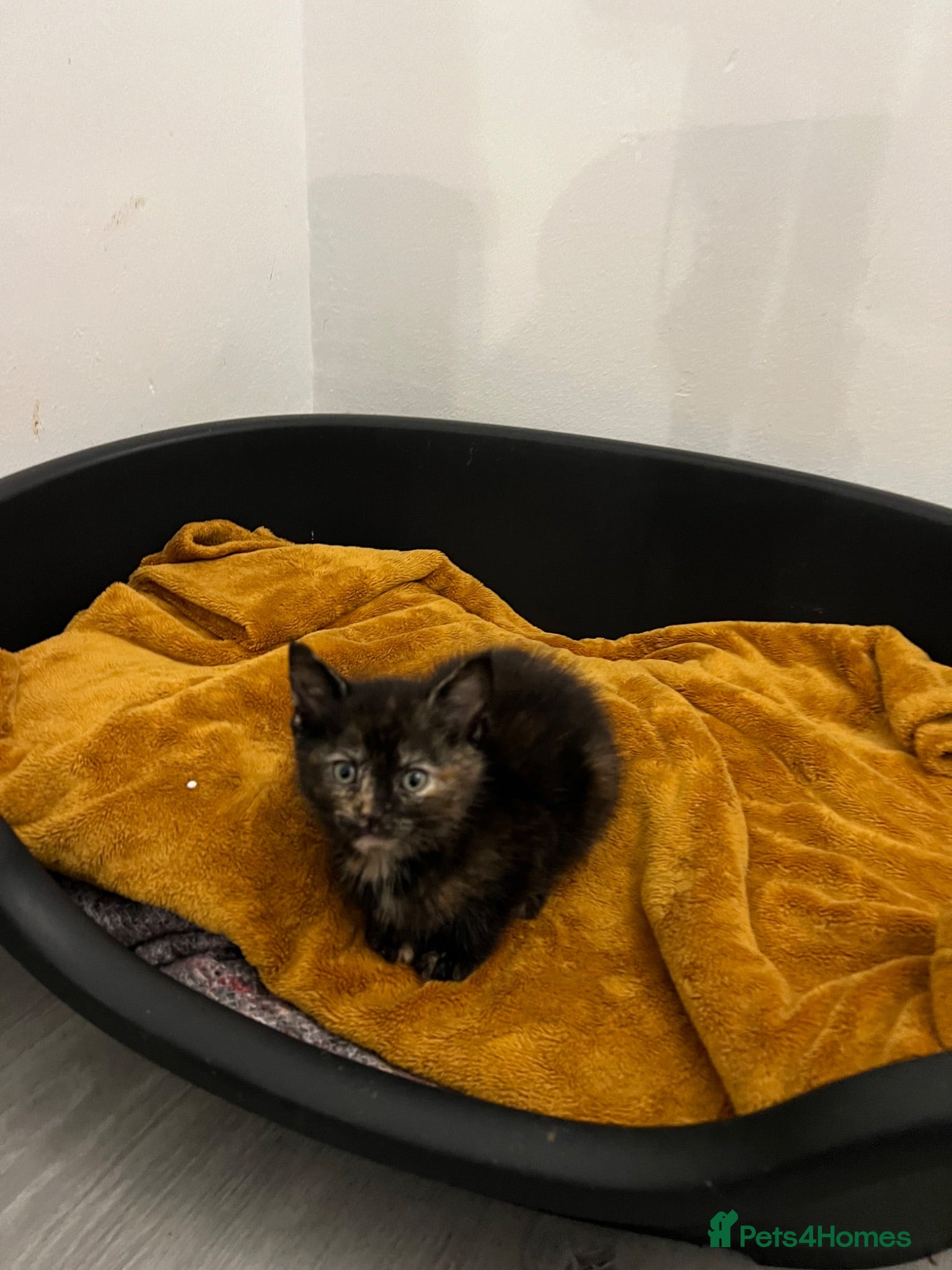 Mixed Breed cats Adorable kittens for sale (2out of 6 left) - Advert 2