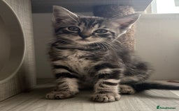 Ragdoll cats for sale: Ragdoll x British Shorthair kittens - Image 12