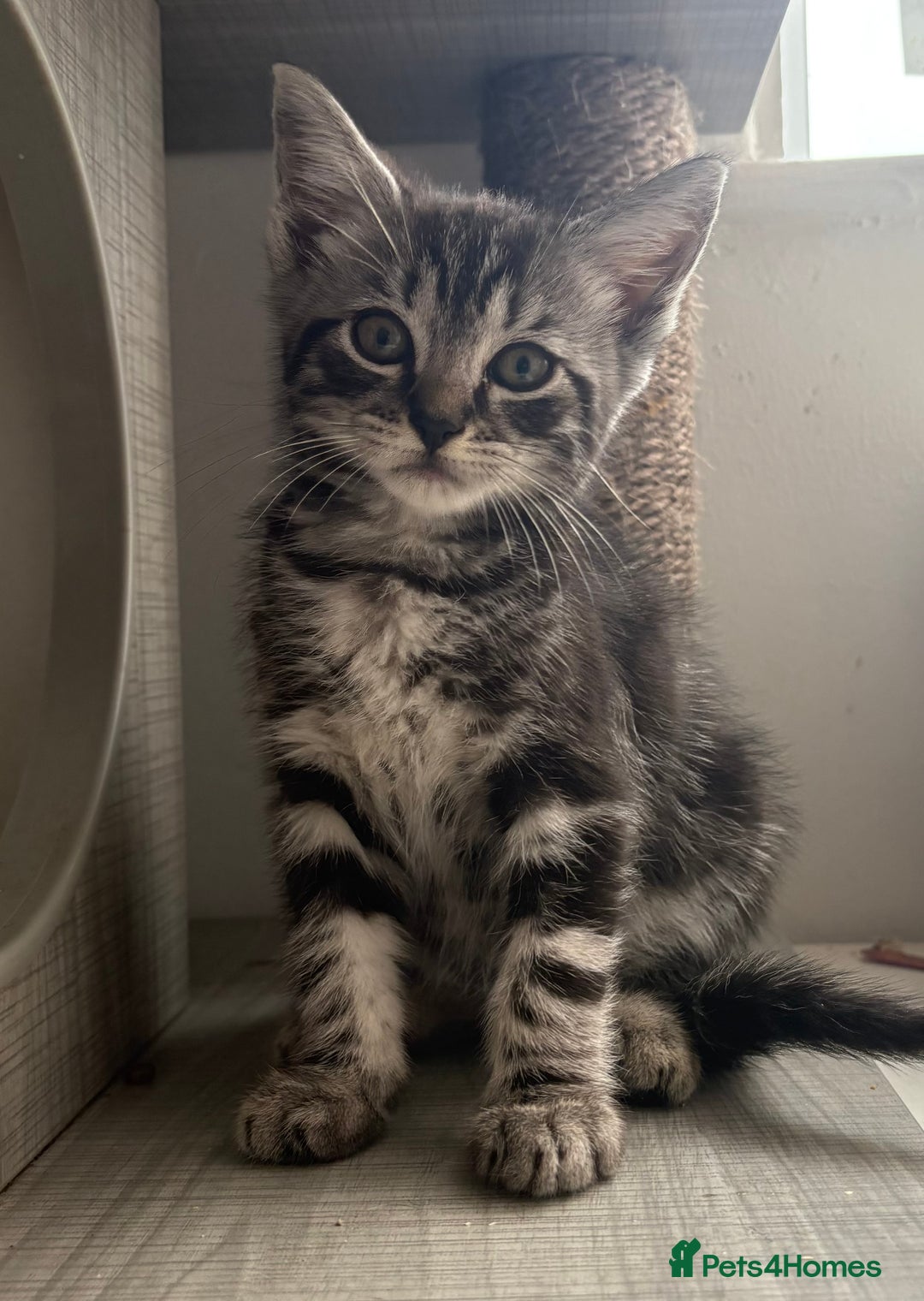 Ragdoll cats for sale: Ragdoll x British Shorthair kittens - Image 12