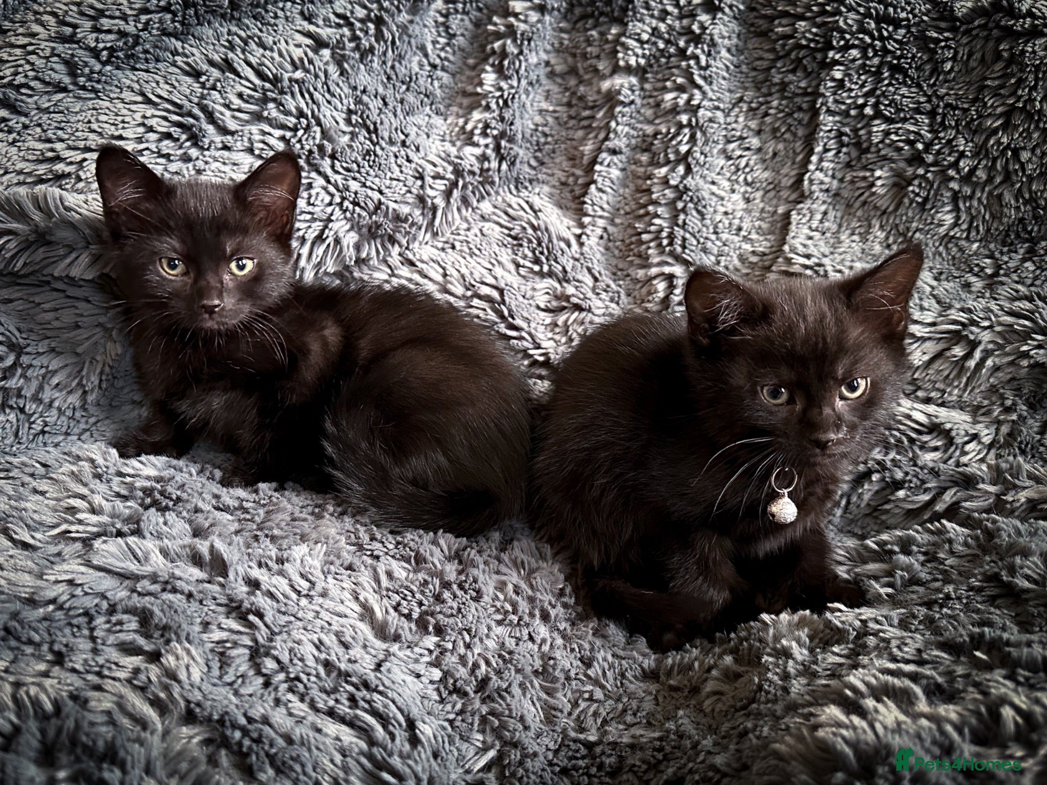 Mixed Breed cats 4 stunning kittens - Advert 2