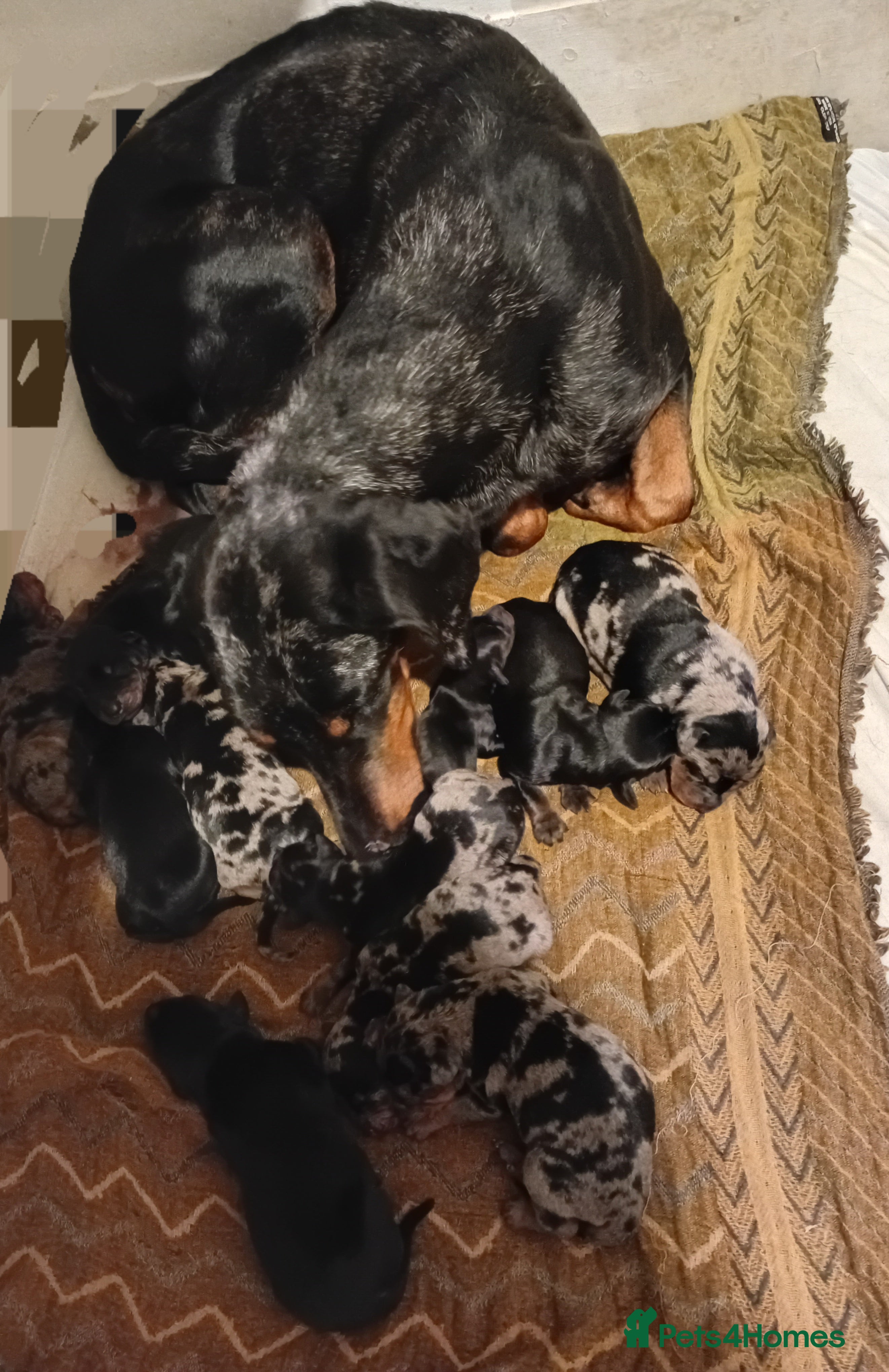 Mixed Breed dogs Champ KC registered Doberman & Bauceron puppies. - Advert 1