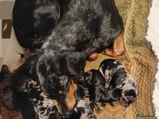 Mixed Breed dogs Champ KC registered Doberman & Bauceron puppies. - Advert 10