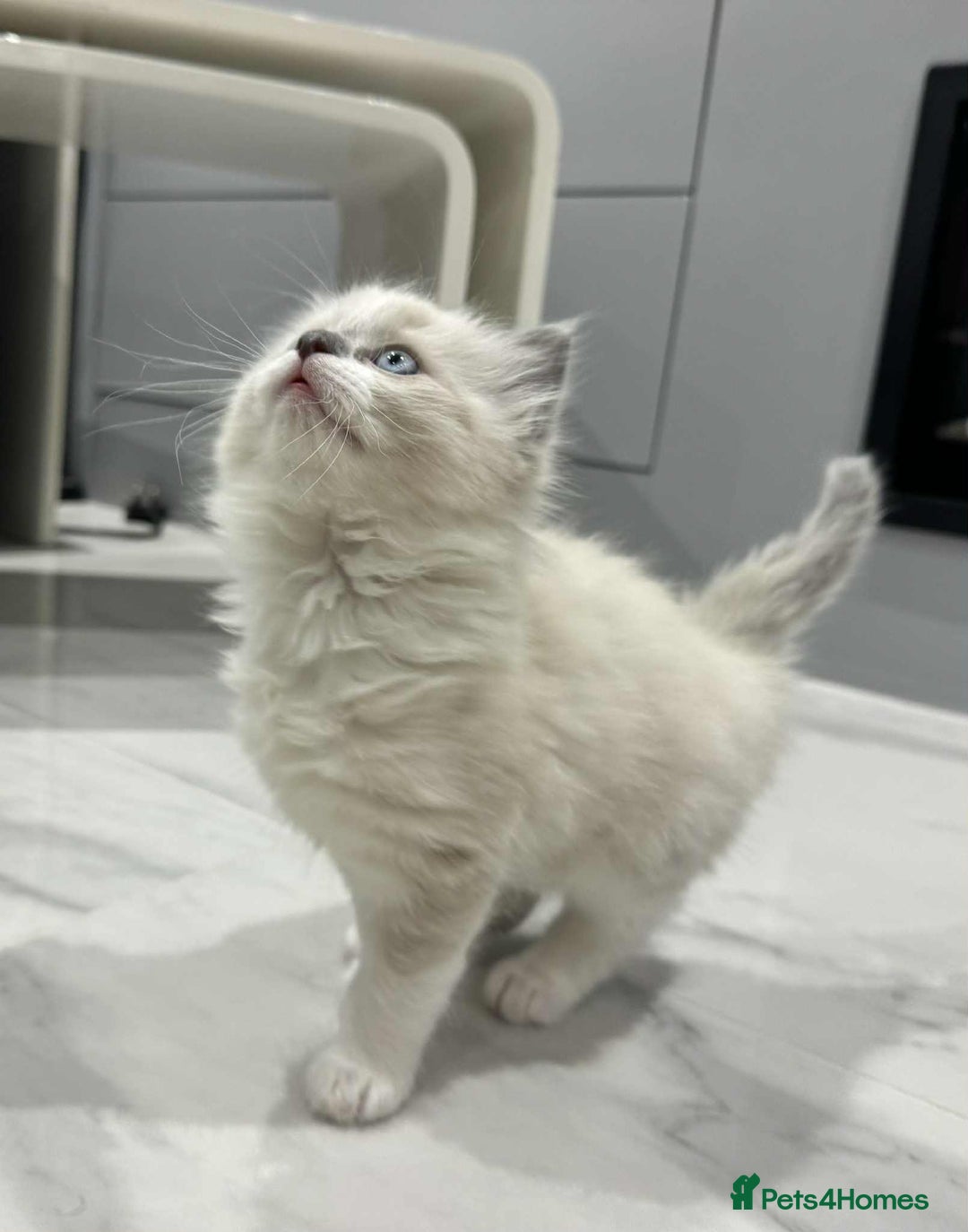 Ragdoll cats for sale: Lovely Ragdoll Kittens  - Advert 5