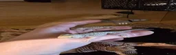 Bearded Dragon reptiles for sale: Baby Bearded Dragons  in Ashford - Advert 3