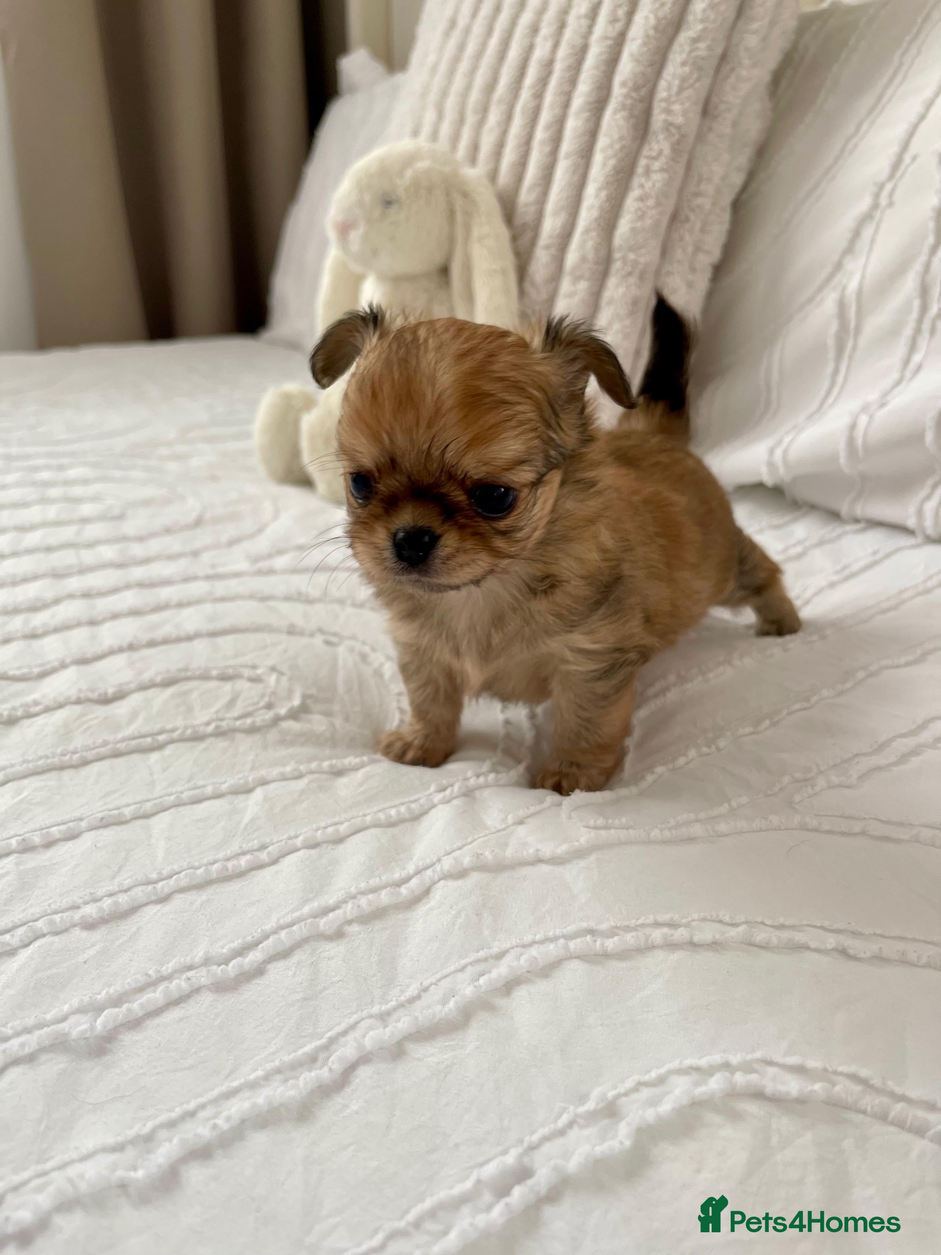 Chihuahua dogs Last boy adorable KC reg Long coat available  - Advert 8