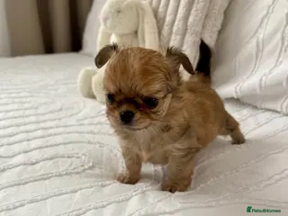 Chihuahua dogs Last boy adorable KC reg Long coat available - Advert 8