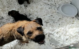 Border Terrier dogs for sale: Border terrier puppies for sale - Image 13