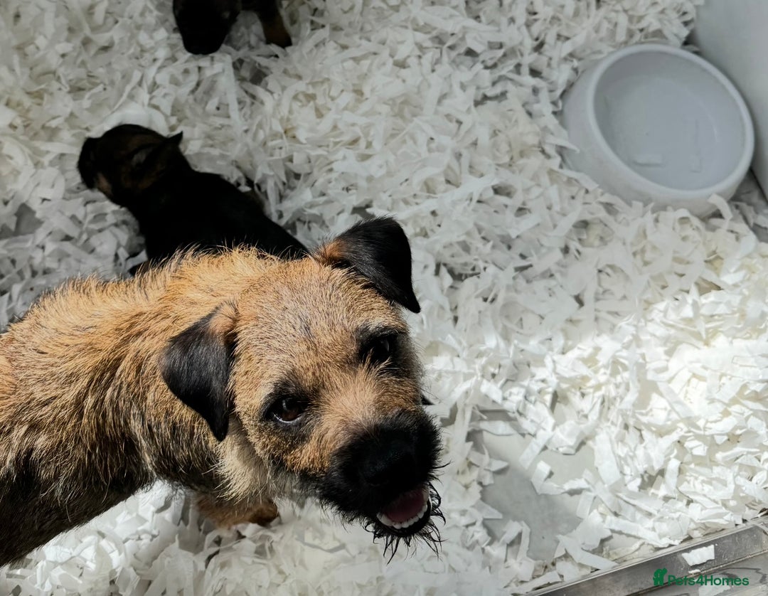 Border Terrier dogs for sale: Border terrier puppies for sale - Image 13