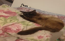 Ragdoll cats for sale: 2 ragdoll cats for rehoming - Image 7