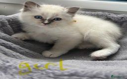 Ragdoll cats for sale: Ragdoll kittens - Ready now  - Image 5