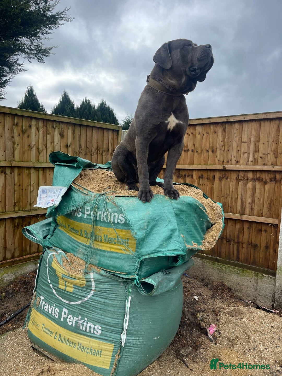 Cane Corso dogs for sale: Cane Corso puppy’s  - Advert 16