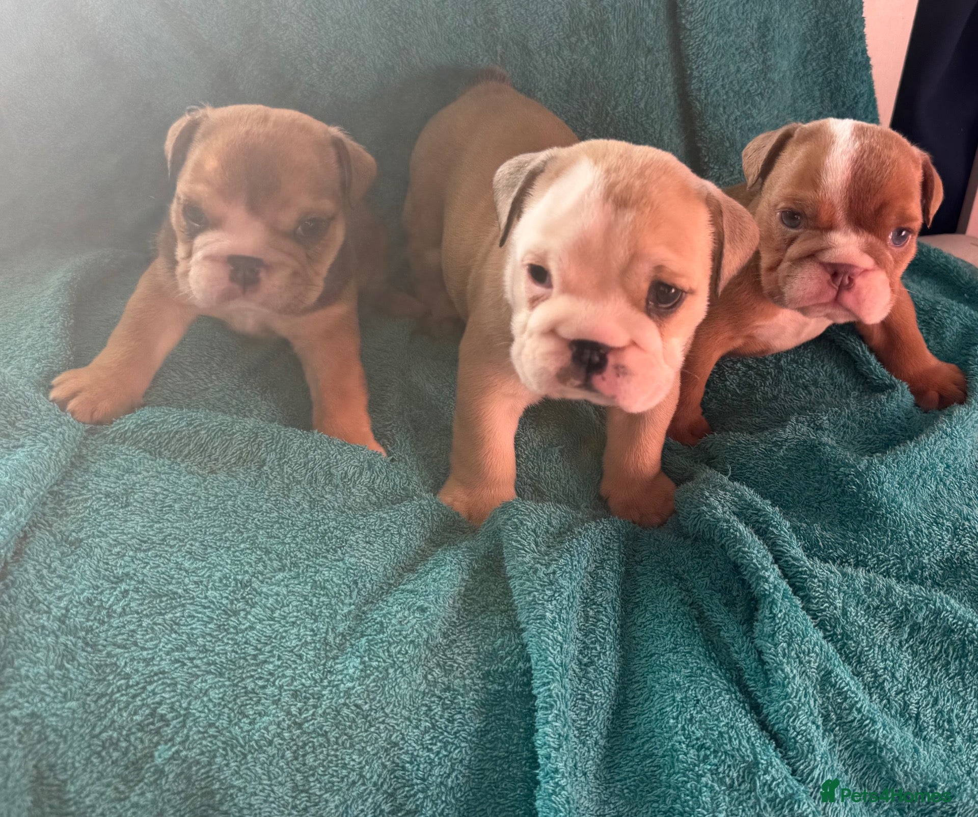 English Bulldog dogs English bulldog puppies  - Advert 5