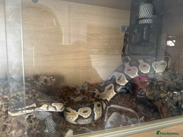 Python Snake reptiles - Advert 5