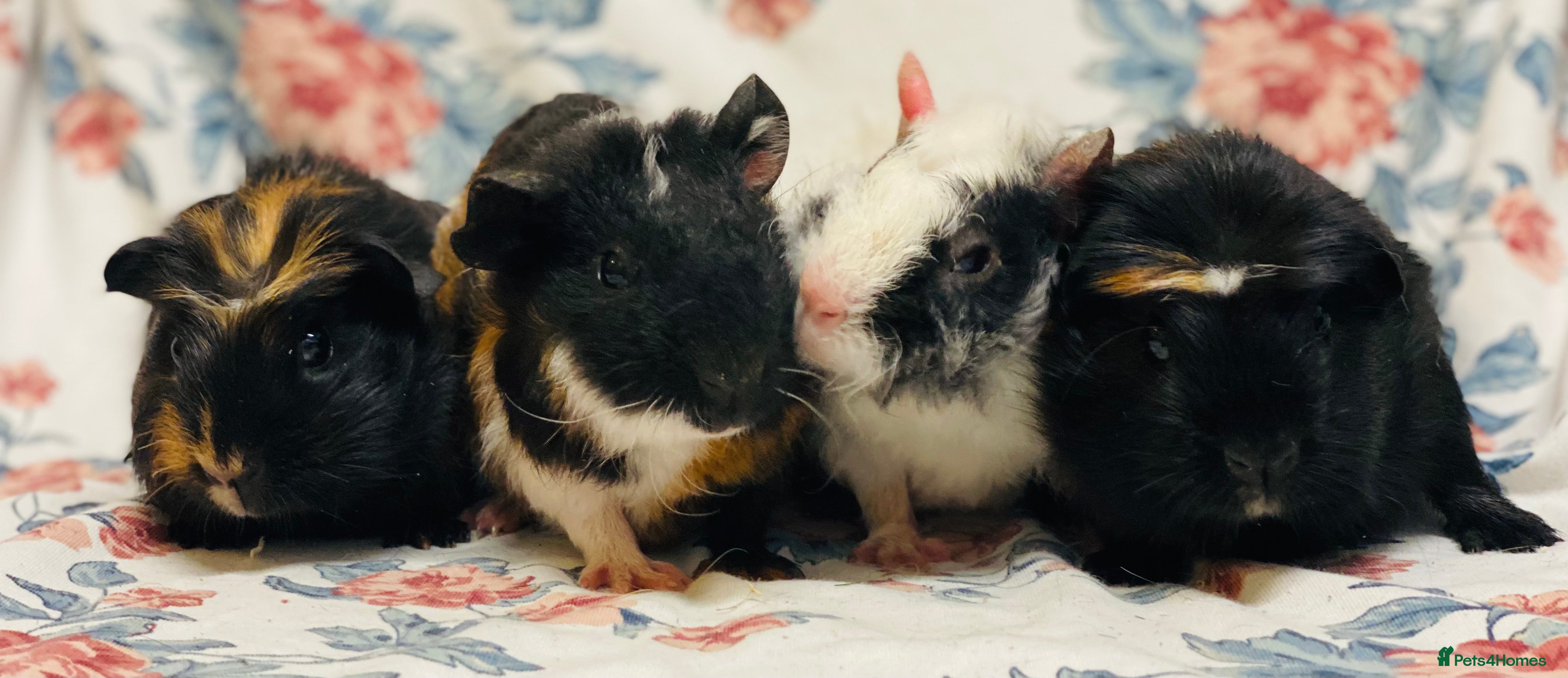 Guinea Pig rodents Pretty mix of baby boy Guineapigs ready now  - Advert 12