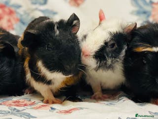 Guinea Pig rodents Pretty mix of baby boy Guineapigs ready now - Advert 13