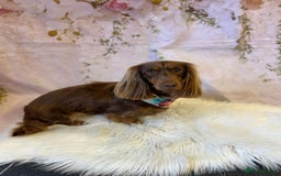 Miniature Dachshund dogs for sale: Family owned miniature longhaired dachshunds - Image 25