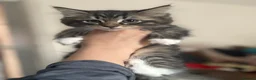 Mixed Breed cats for sale: 3 beautiful kittens for sale  - Advert 20