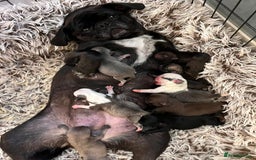 Pug dogs for sale: Beautiful exotic KC registered Pug puppies - Image 10