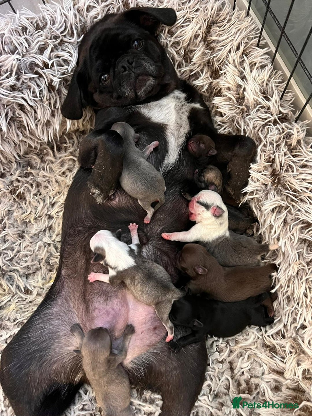 Pug dogs for sale: Beautiful exotic KC registered Pug puppies - Image 10