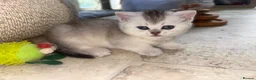 British Shorthair cats for sale: 🌟GCCF British short hair Silver chinchilla boys - Advert 4