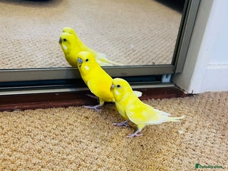 Budgerigars birds - Advert 35