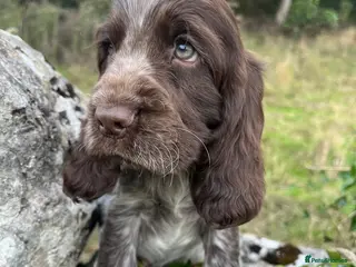 Cocker Spaniel dogs SHOW KC Registered, true to type, Cocker Spaniels - Advert 18