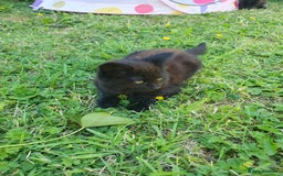 York Chocolate cats for sale: Luxurious Kittens - Image 4