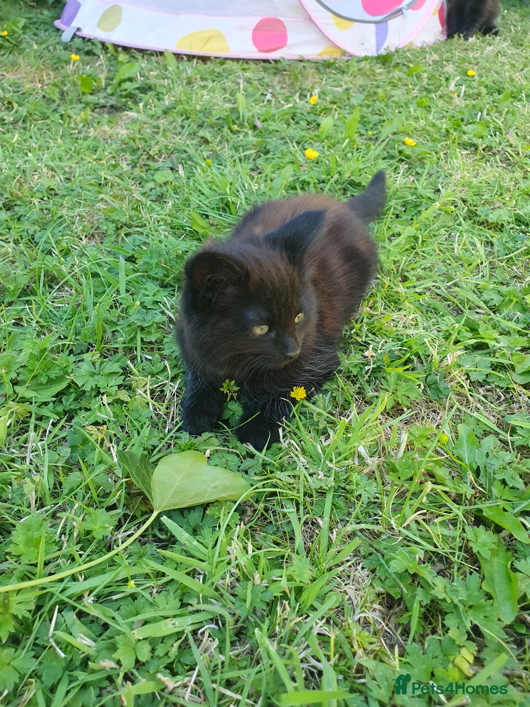 York Chocolate cats for sale: Luxurious Kittens - Image 4