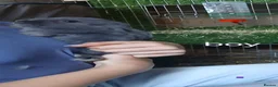 Mixed Breed rabbits for sale: Baby rabbits for sale - Advert 4