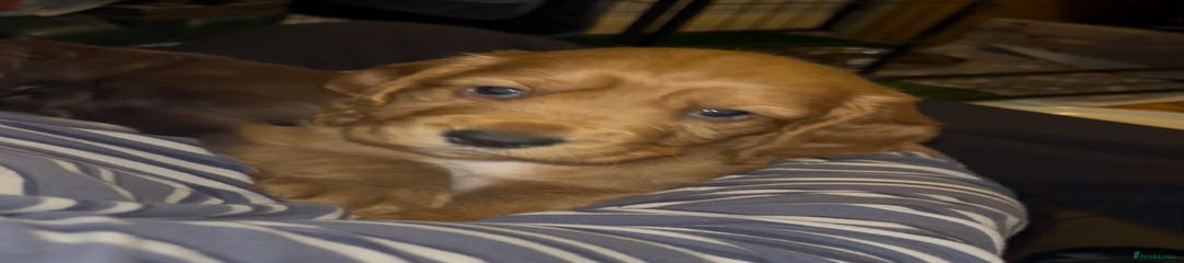 Cocker Spaniel Puppy 1