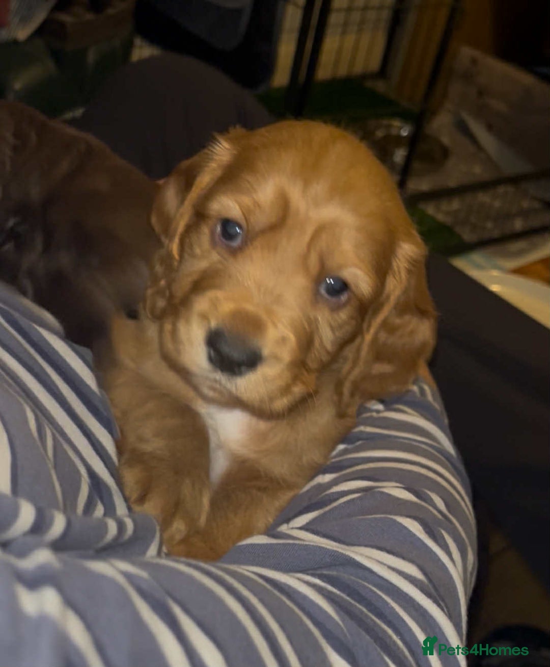 Cocker Spaniel dogs for sale: Cocker Spaniel Red Boy - Advert 4